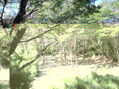 Bosque donde se hará la casita